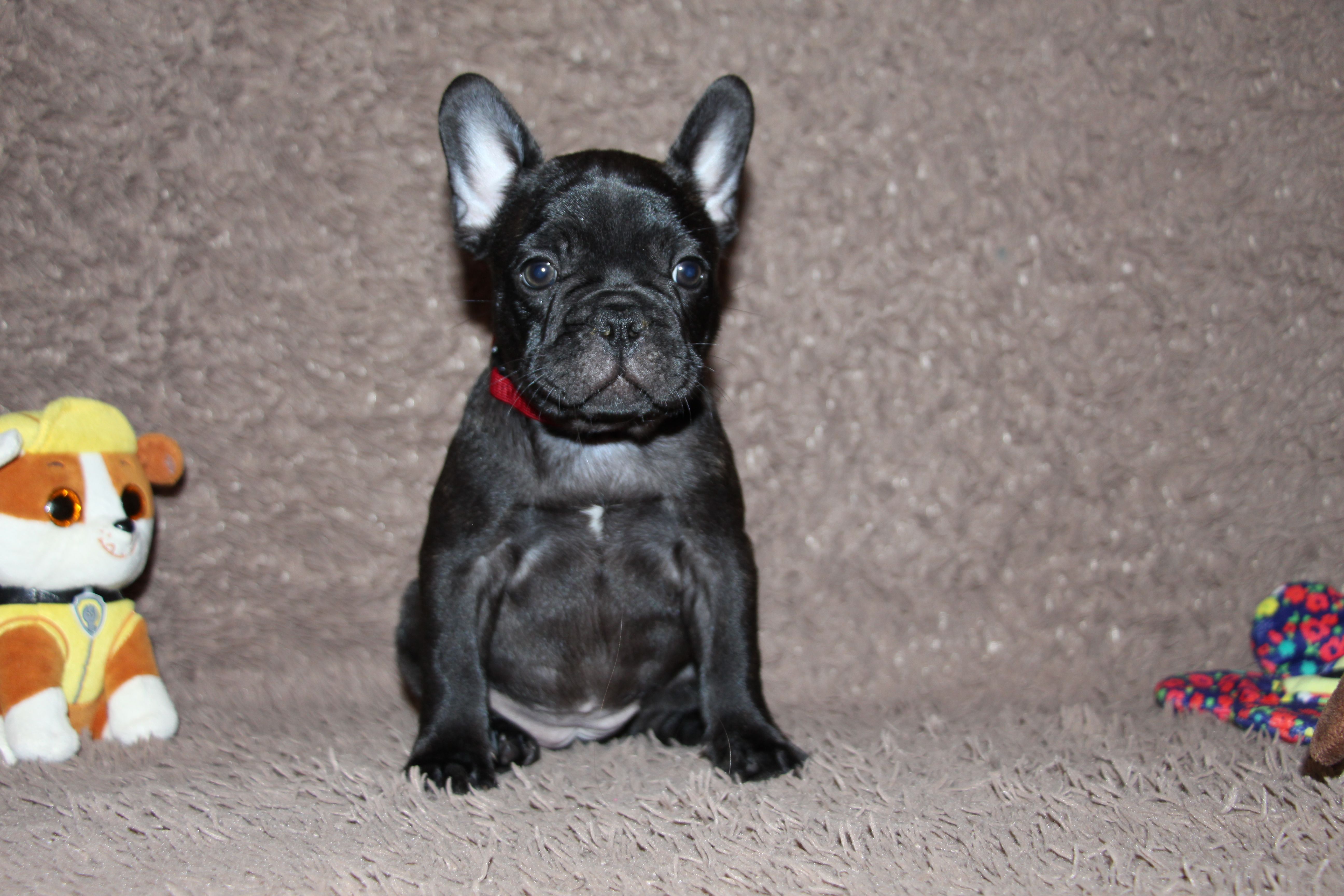 <svg class='red'></svg> <b>Mini Minnie</b> <svg class='red'></svg>